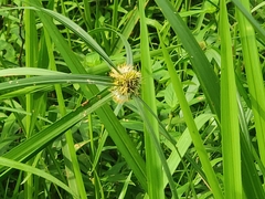 Cyperus aromaticus
