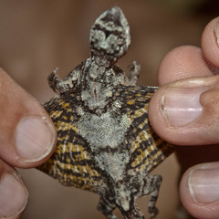 Draco maculatus