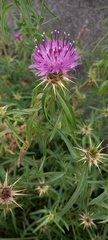 Centaurea calcitrapa