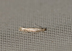 Phyllonorycter comparella