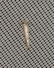 Phyllonorycter comparella