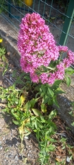 Centranthus ruber