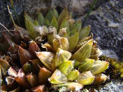 Haworthia mirabilis consanguinea