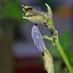 Vanessa atalanta atalanta