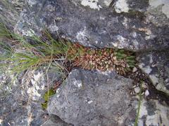 Haworthia mirabilis consanguinea