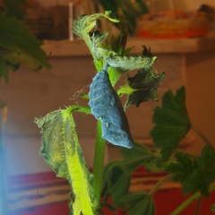 Vanessa atalanta atalanta