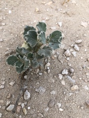 Cynanchum registanense