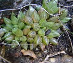 Haworthia mirabilis consanguinea