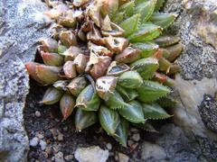 Haworthia mirabilis consanguinea
