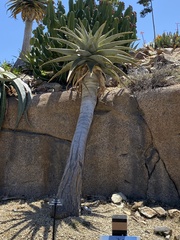 Aloidendron pillansii
