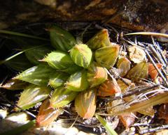 Haworthia mirabilis consanguinea