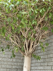 Ficus benjamina
