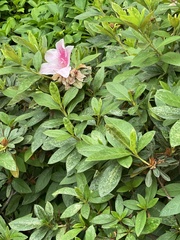Rhododendron