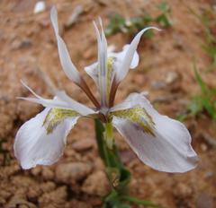 Moraea ciliata