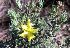Hibbertia crinita