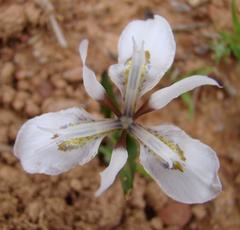 Moraea ciliata