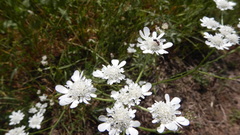Tordylium carmeli