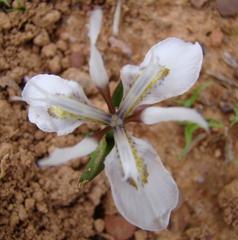 Moraea ciliata