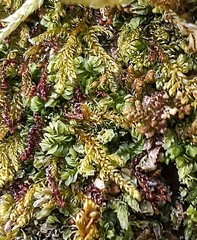 Liochlaena lanceolata