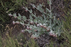 Asclepias californica