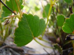 Pelargonium setulosum