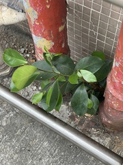 Ficus