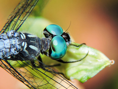 Micrathyria ocellata