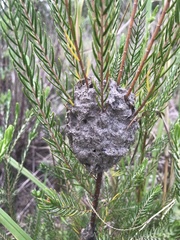 Crematogaster peringueyi