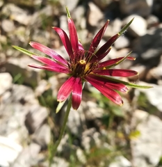 Tragopogon crocifolius