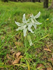 Ornithogalum boucheanum