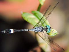 Micrathyria ocellata