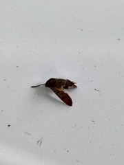 Macroglossum stellatarum