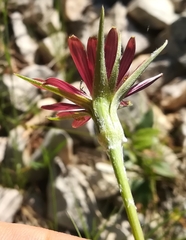 Tragopogon crocifolius