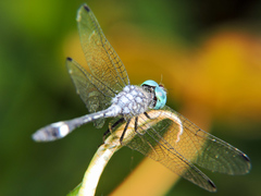 Micrathyria ocellata