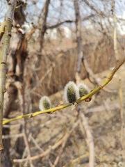 Salix