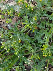 Senecio vulgaris