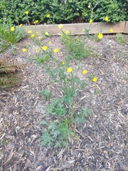 Ranunculus acris