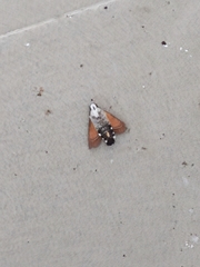 Macroglossum stellatarum