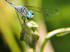 Micrathyria ocellata