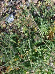 Capsella bursa-pastoris