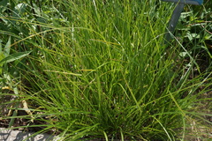 Carex vulpinoidea