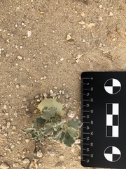 Cynanchum registanense