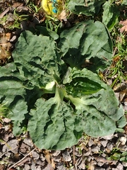 Plantago major