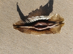 Callorhinchus capensis