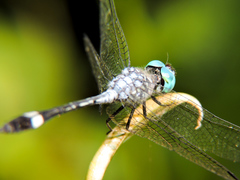 Micrathyria ocellata