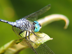 Micrathyria ocellata