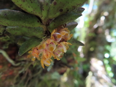 Gastrochilus raraensis