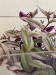 Tradescantia spathacea