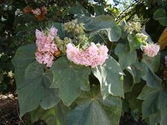 Dombeya burgessiae
