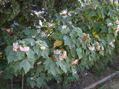 Dombeya burgessiae